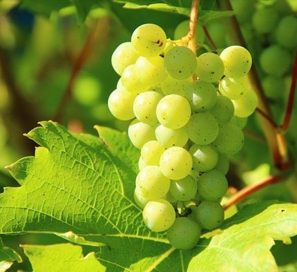 Runt Balatonsjön odlade druvor man mest för vita viner.