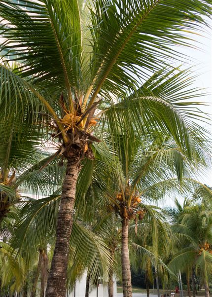 Ståtliga kokospalmer.