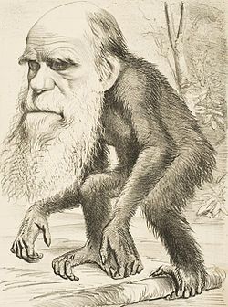 Karikatur av Darwin som stod bakom evolutionsteorin (Hornet Magazine, 1871).