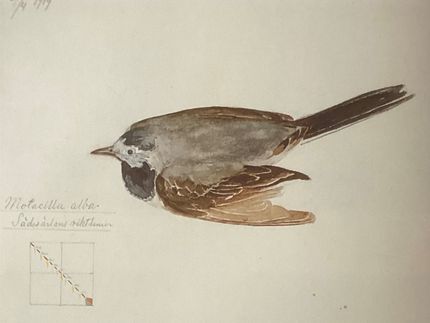 Hilma var inte främmande för att avbilda fåglar och andra djur. Här en sädesärla (1919).