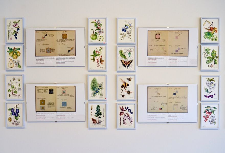 Från utställning på Lightforms Gallery & Art Center, Hudson NY: ”Hilma af Klint, Botanical Sketchbook: Flowers, Mosses and Lichens”.